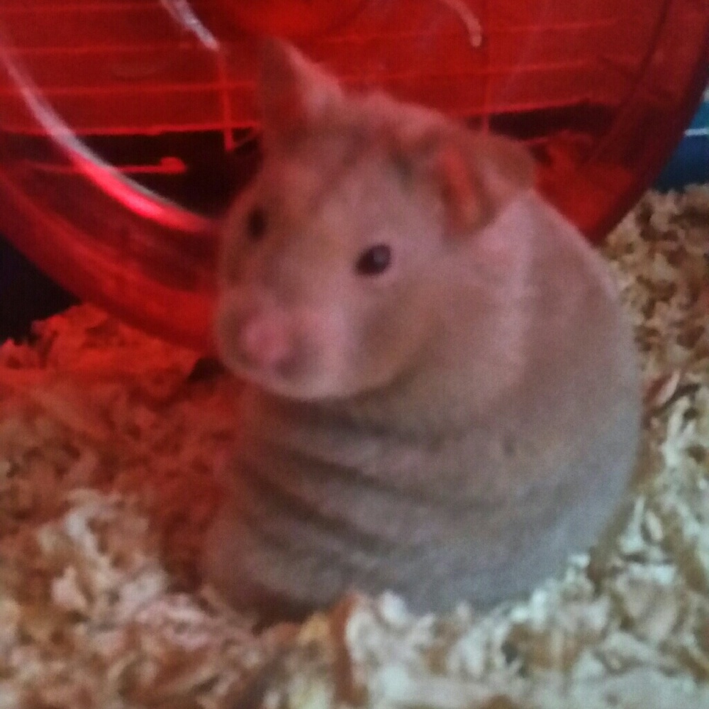 Meet your Posher, Deja